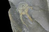 Two Detailed Ordovician Brittle Stars (Ophiura) - Morocco #80255-1